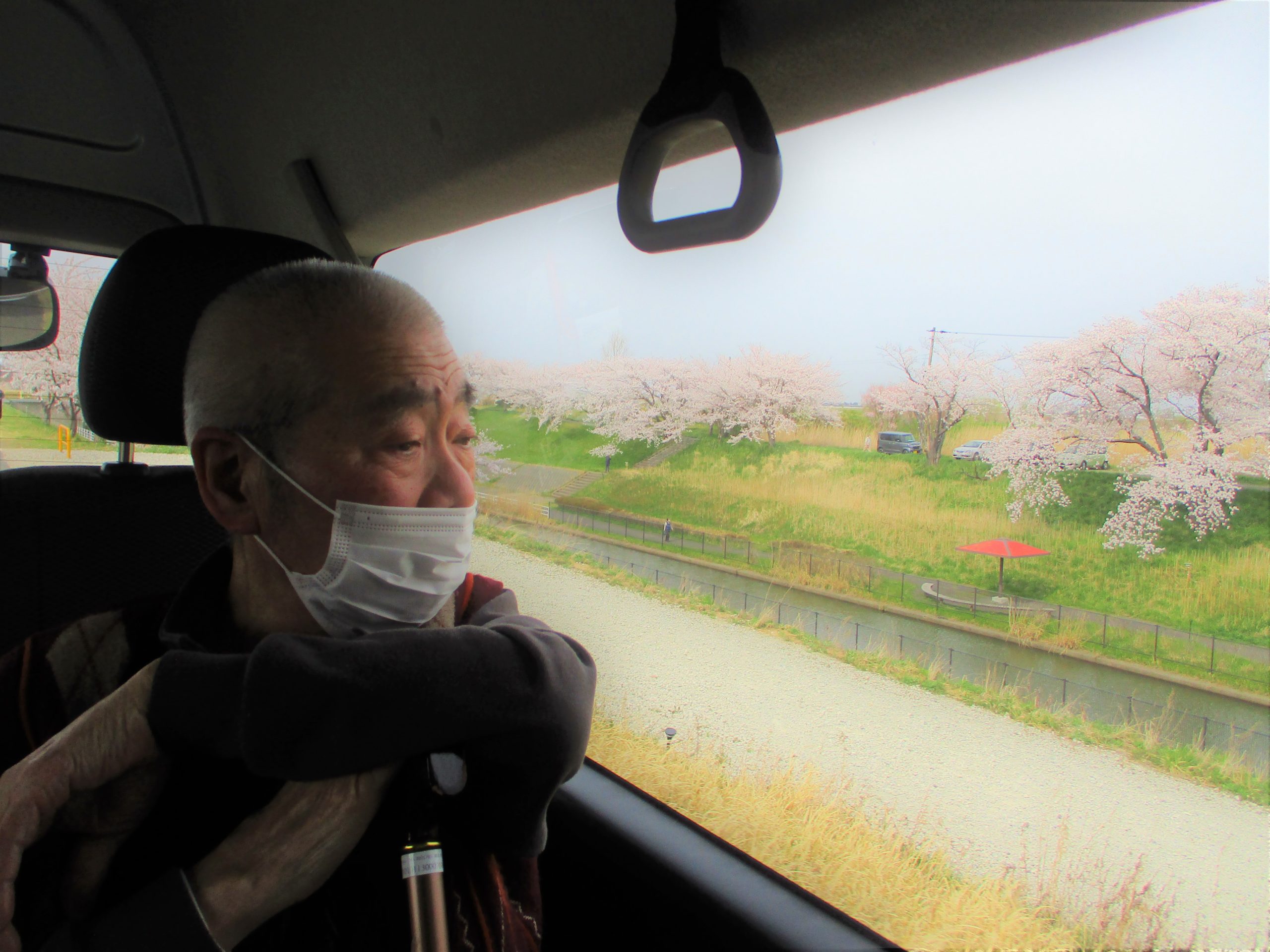 【デイサービスセンター・ショートステイ白根そよ風の杜】桜満開🌸お花見ツアー🚌