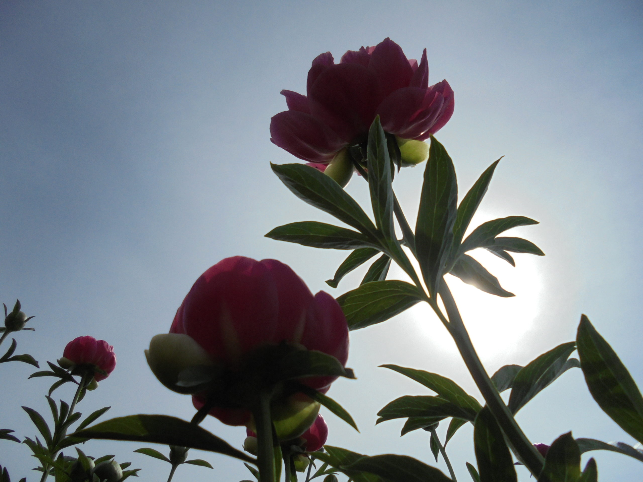 とある一日；DSかめだなかの