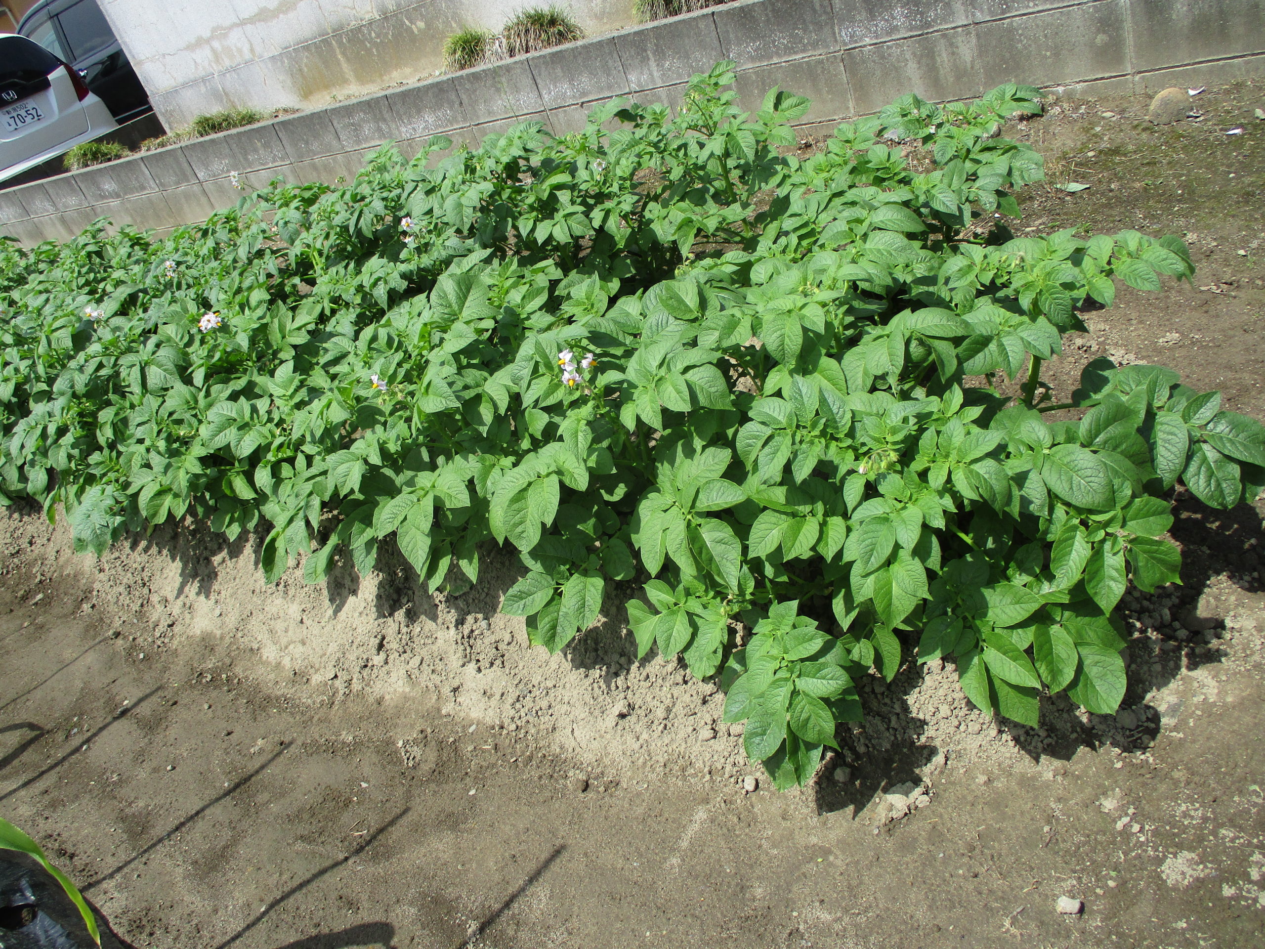 野菜もどんどん生長してます♪【白根そよ風保育園 たいよう組】