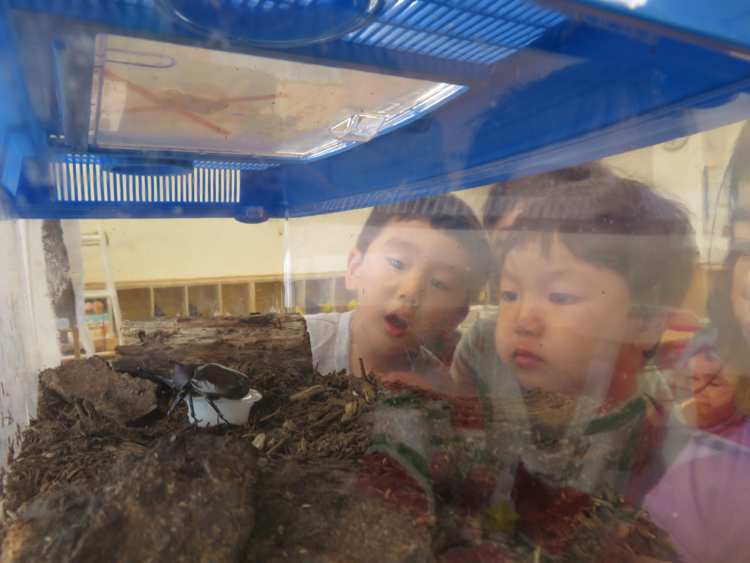 😊遊コスモス小新保育園「🌈3歳児 Momotaro🍑」