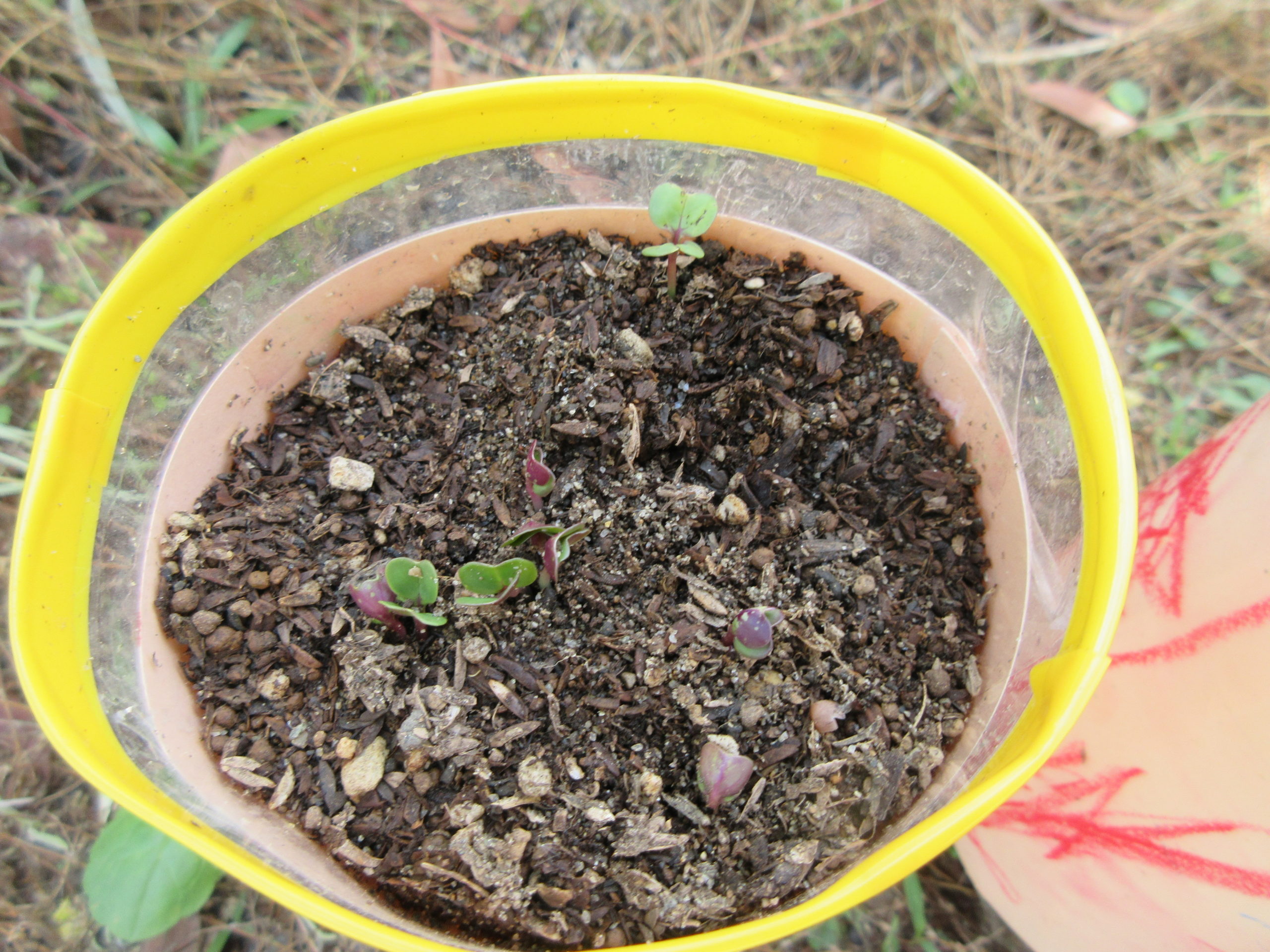 だいこんの芽がでたよ🌱【白根おおぞら保育園　そら組】
