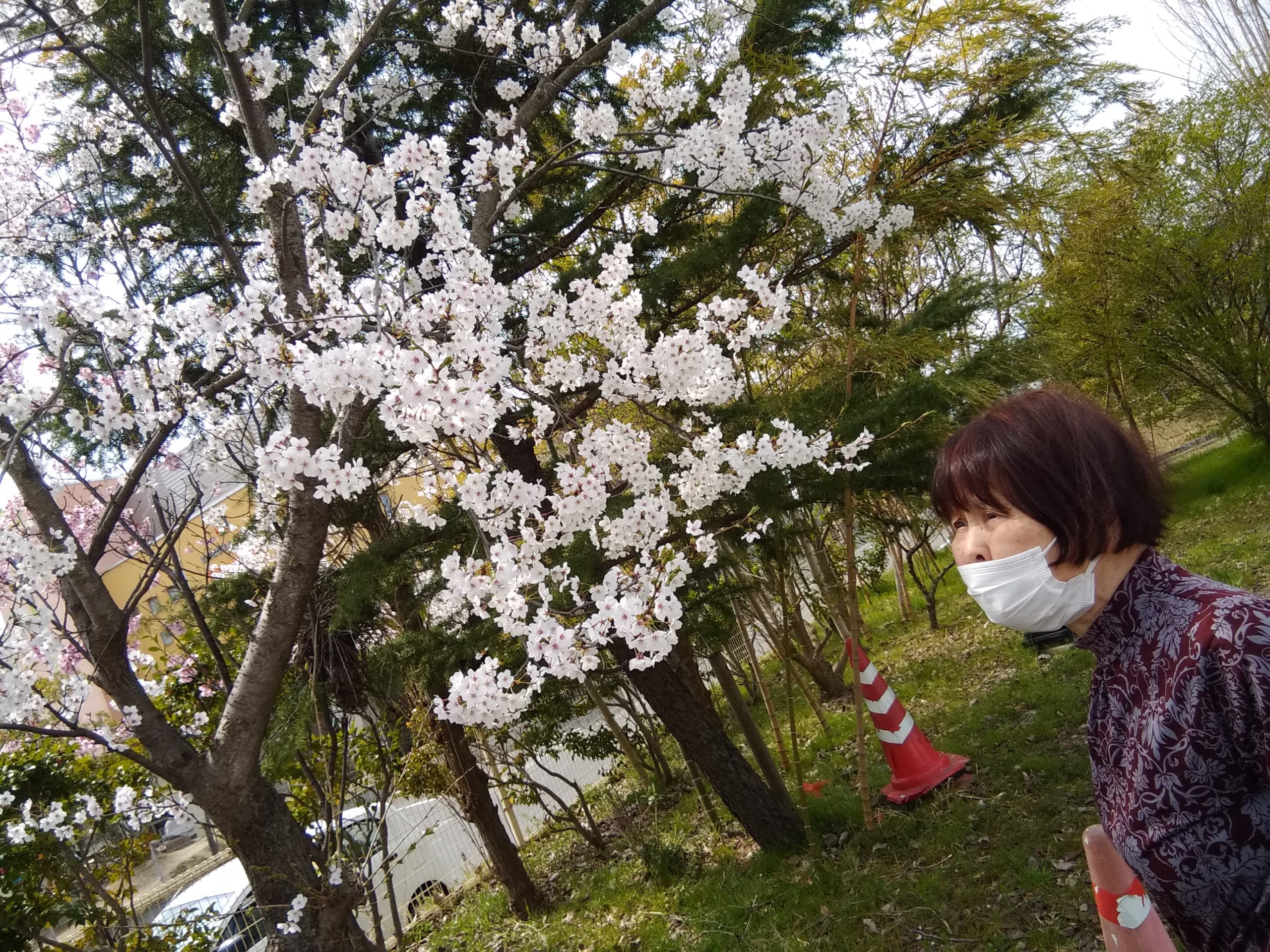 【リハトレ・ポート遊】桜を見ながら屋外歩行🚶‍♂️＋花見御膳🌸🍱