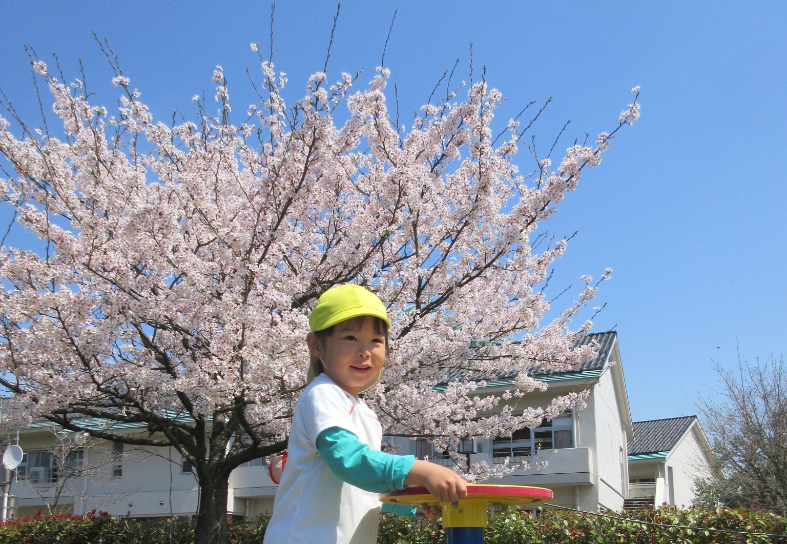 🌸満開の桜と笑顔🌸【白根そよ風保育園 ５歳児たいよう組】