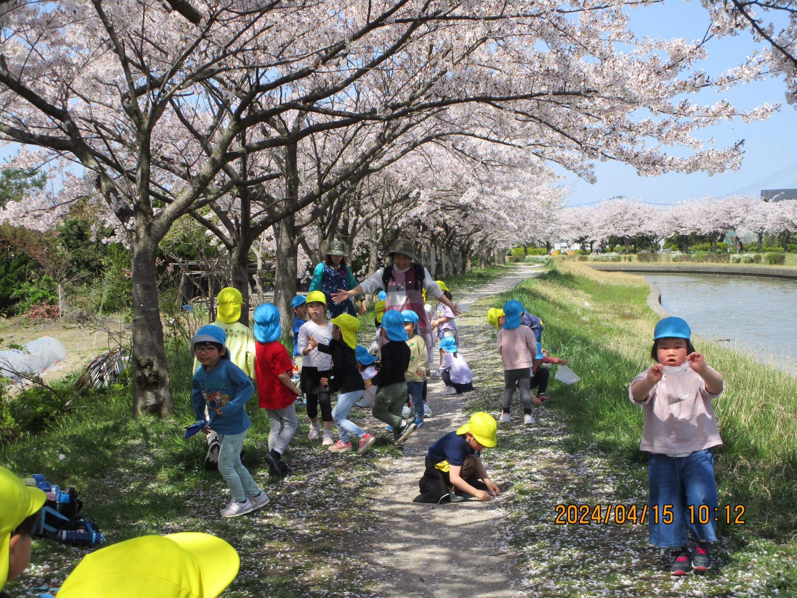 😊「遊コスモス小新保育園４歳児つき組🌸お花見散歩🌸」