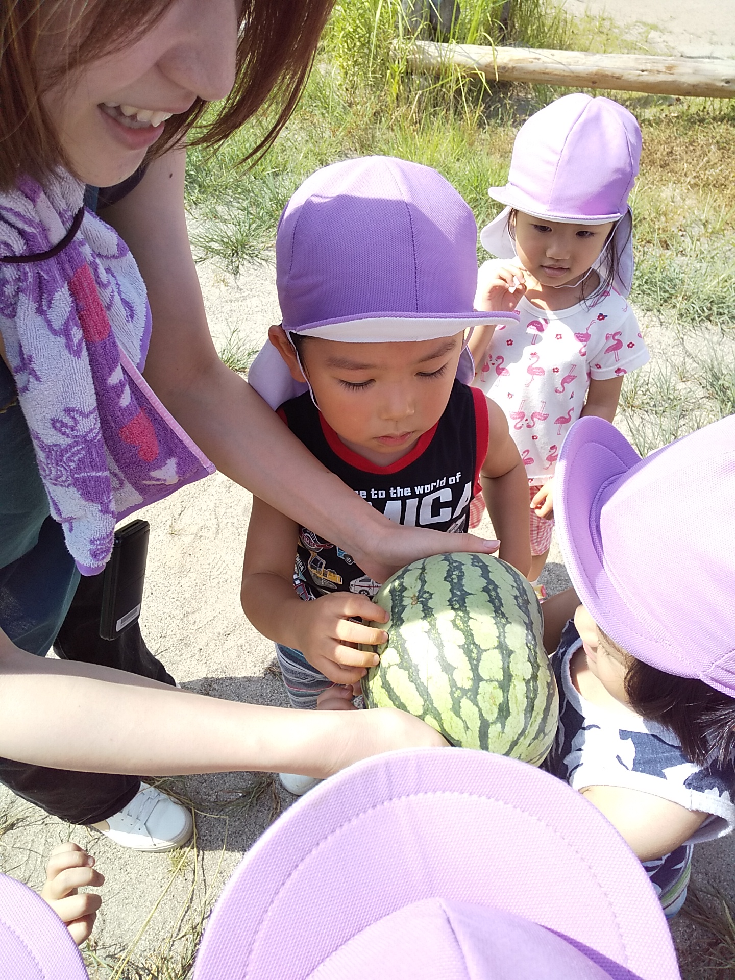 [かめだなかの保育園]　りんご組🍎　スイカの収穫＆スイカ割り🍉