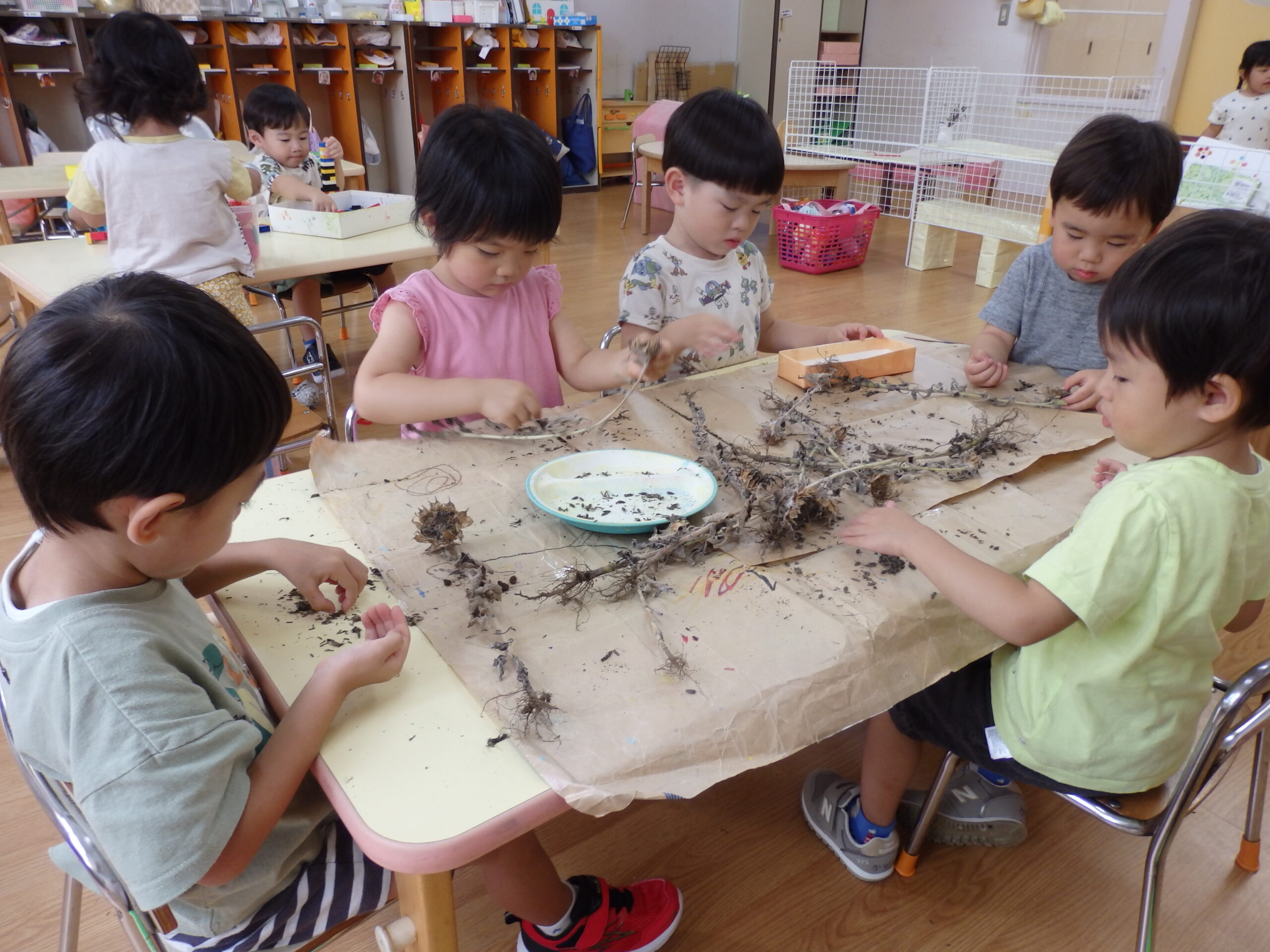 ひまわりの種を収穫しました！【真野第1保育園　こりす組】