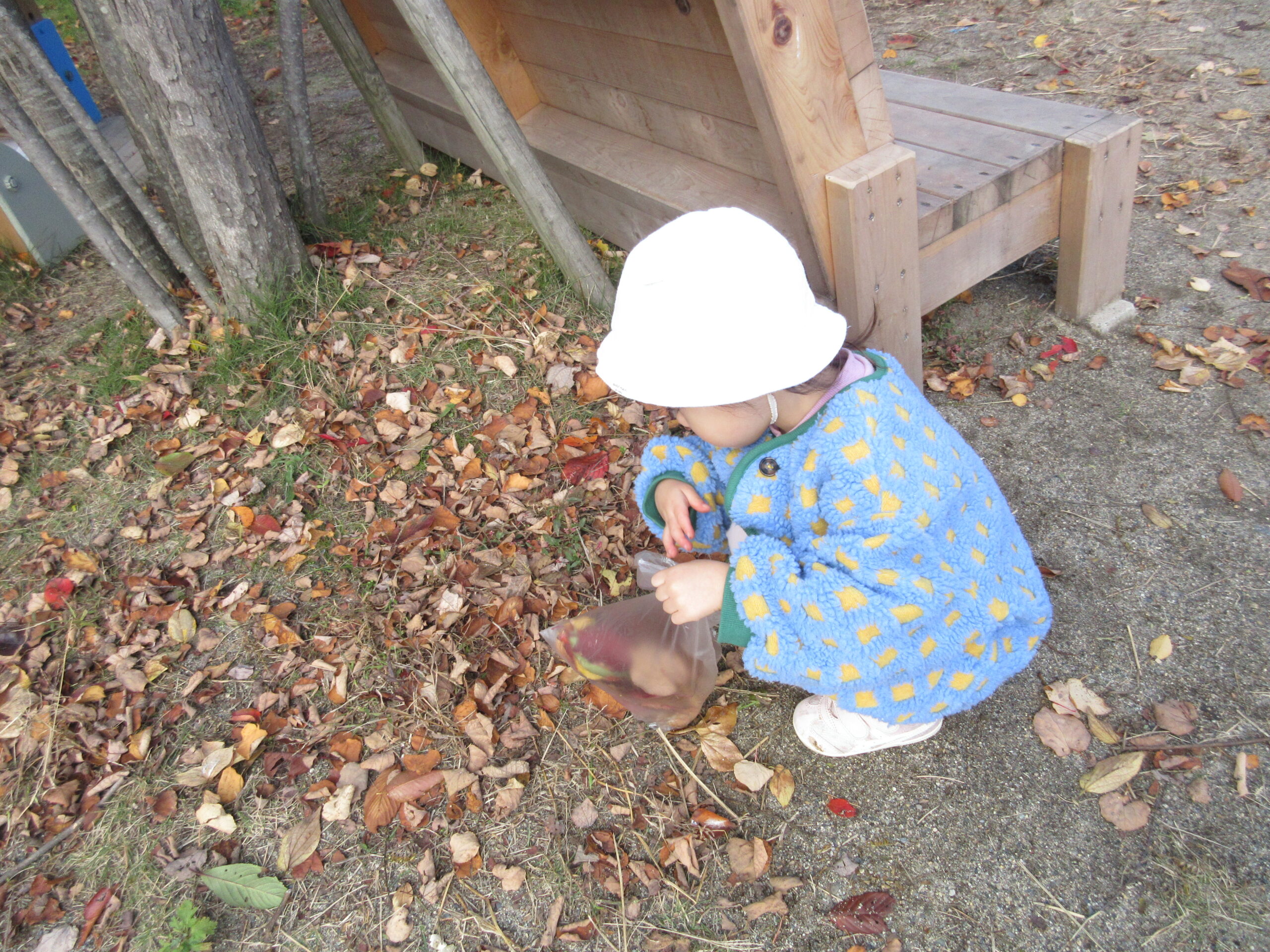 【かめだなかの保育園】　いちご組🍓～落ち葉ひろい～