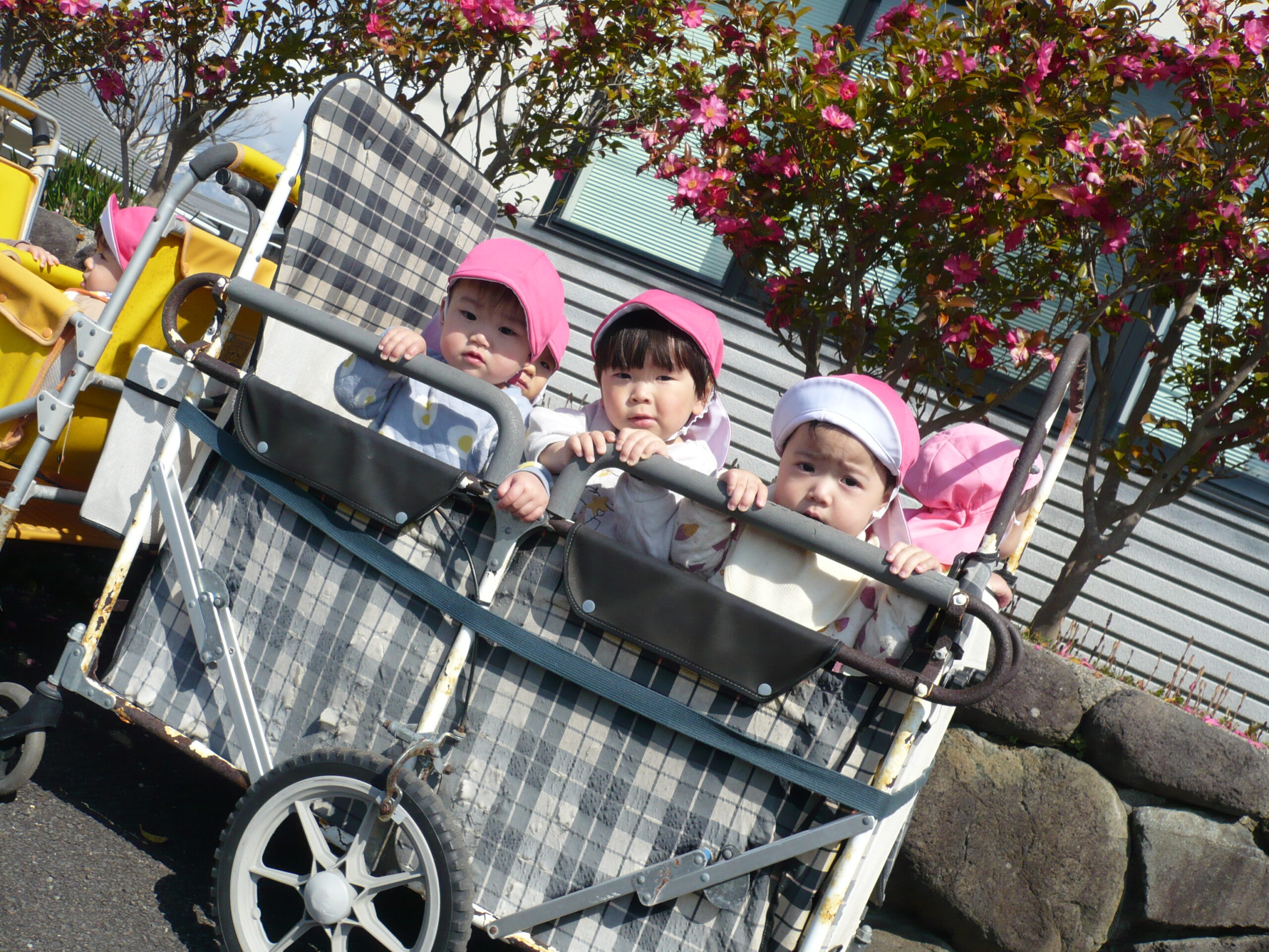 おさんぽたのしいっ【新穂トキっ子保育園：はな・とり組】