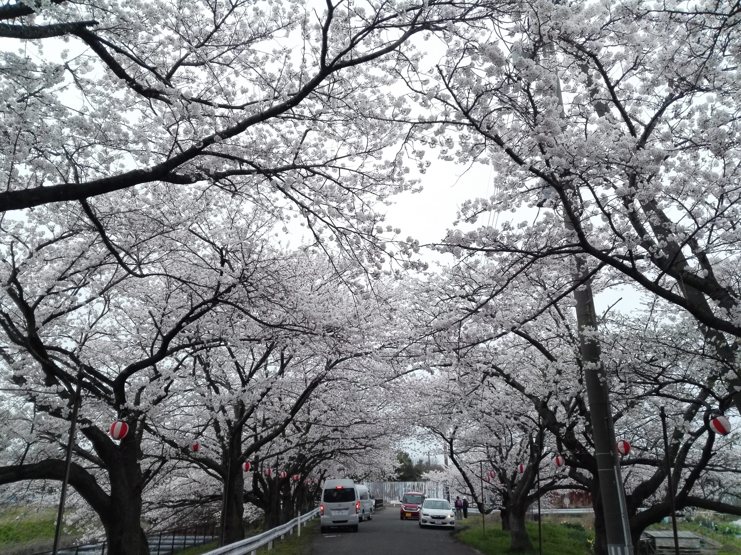 🌸お花見ドライブ🌸*デイサービイスセンターかめだなかの*