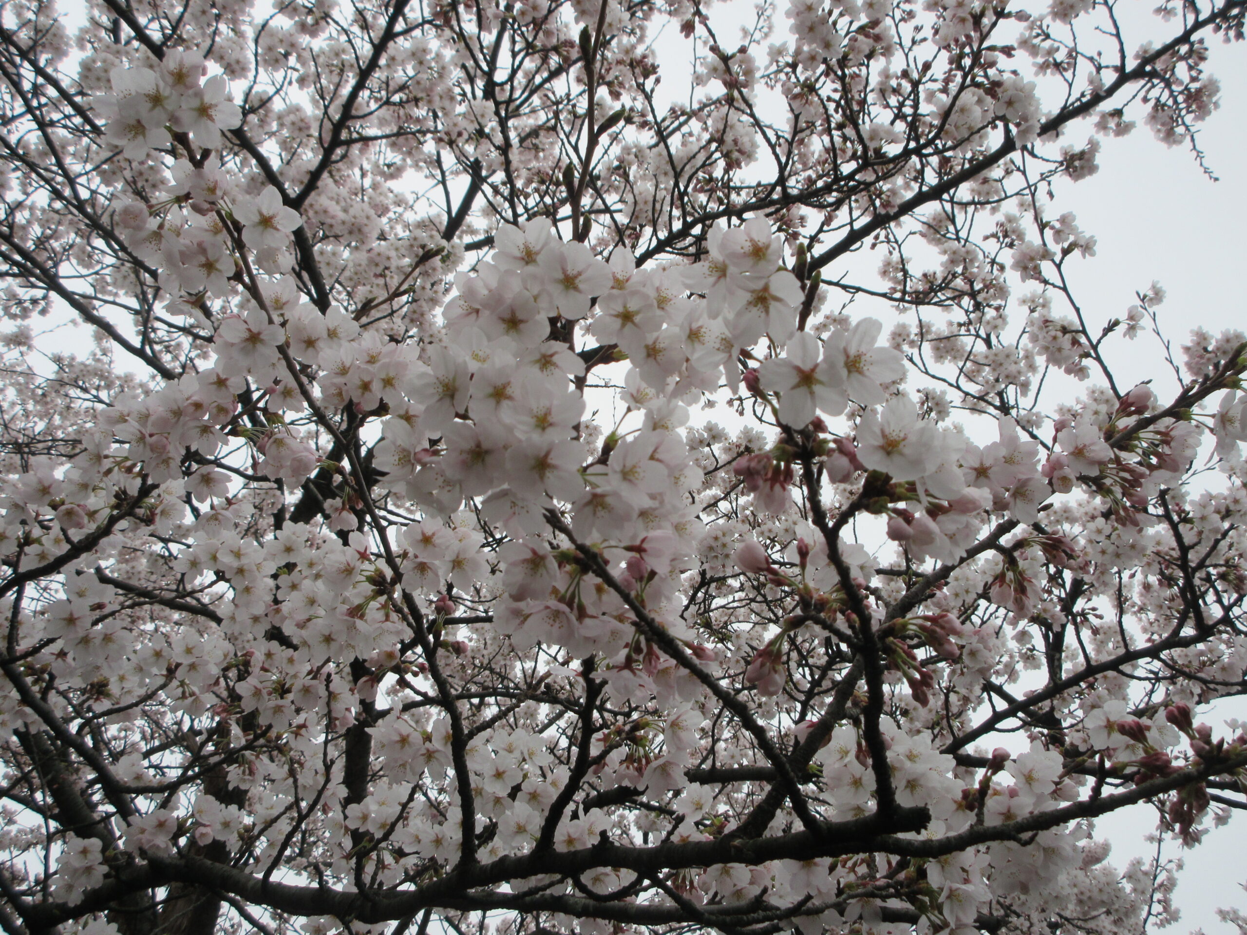 【ショートステイなかの】桜の花見ドライブ