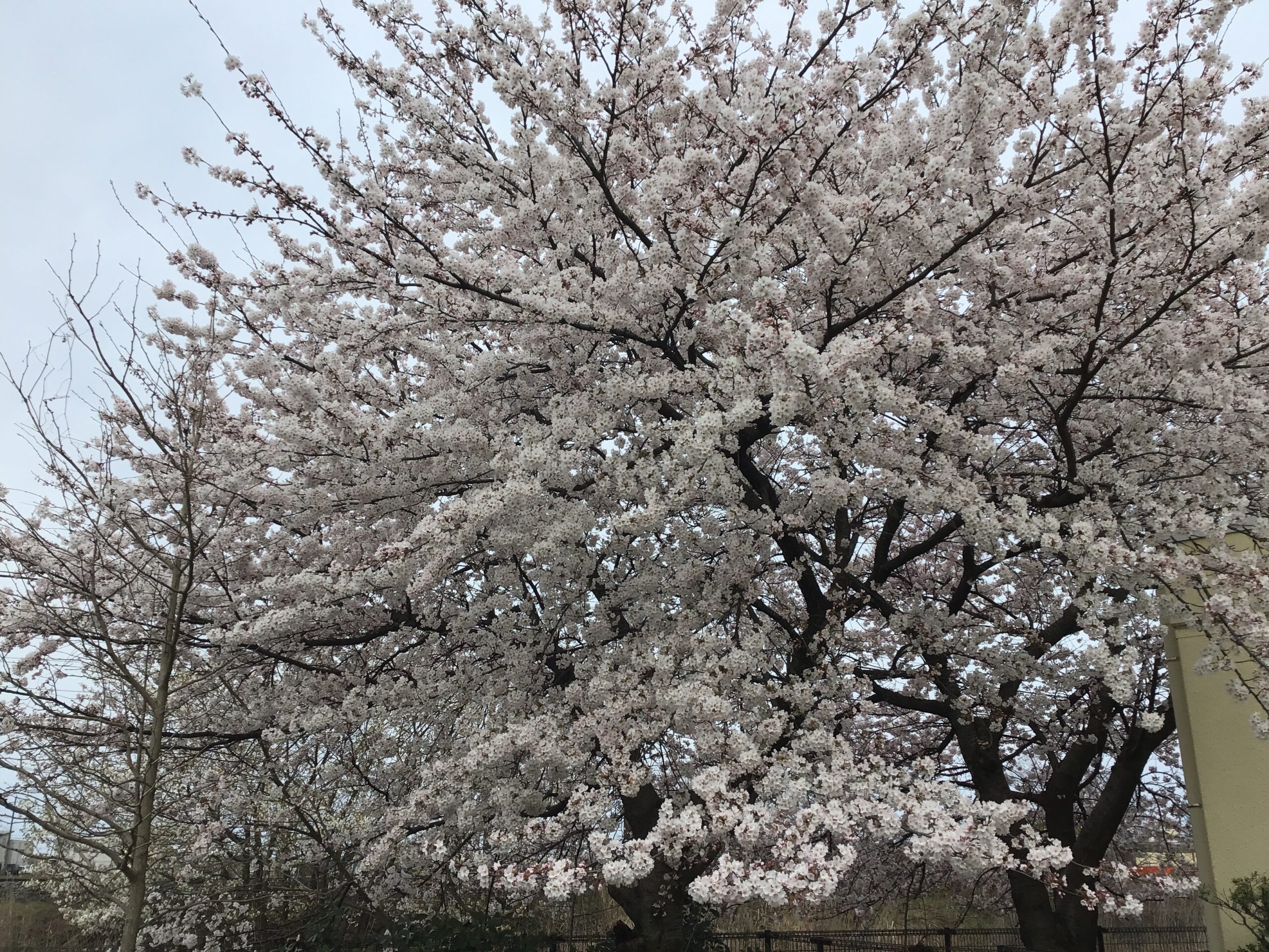🌸🌸🌸桜が咲きました‼🌸🌸🌸【デイなかの】